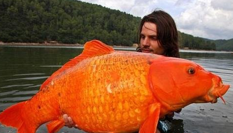 世界上最大的金鱼，重达30英磅约合27斤