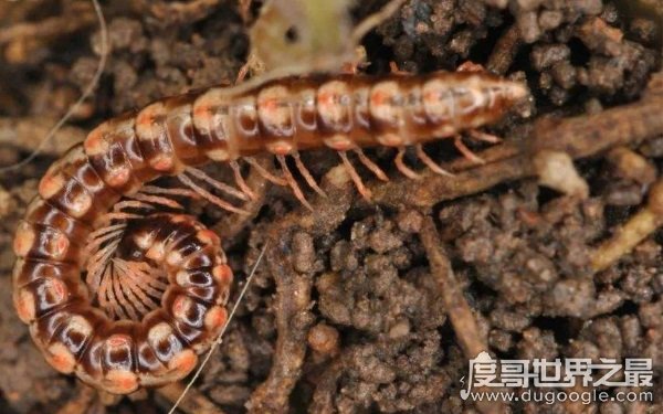 霍氏不死虫介绍，世界上真有杀不死的生物吗（出自鬼吹灯）