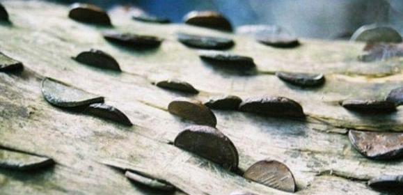 世界上最大的摇钱树，树干密密麻麻全是硬币