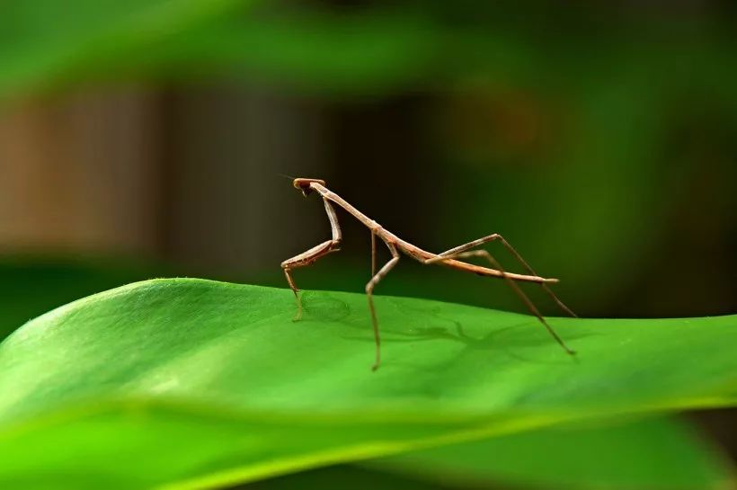 最新记录到的世界上最长的昆虫，体长可达62.4厘米