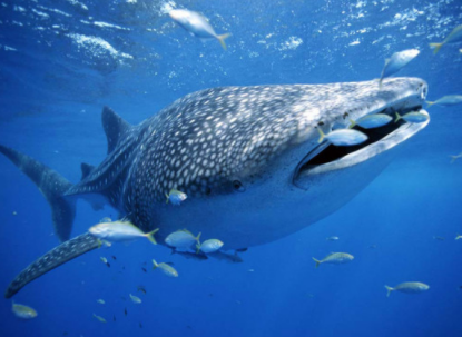 世界上最大的鱼是什么鱼，不吃人的鲸鲨（性情温和）