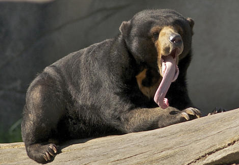 世界上体型最小的熊，成年后体长不超过1.5米
