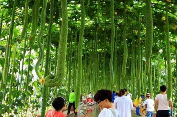 世界上最长的丝瓜，长度竟然有4米之长
