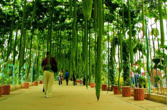 世界上最长的丝瓜，长度竟然有4米之长