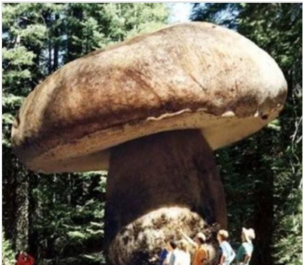 世界上最大的蘑菇，庞大的森林杀手（千年老菇）
