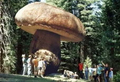 世界上最大的蘑菇，庞大的森林杀手（千年老菇）