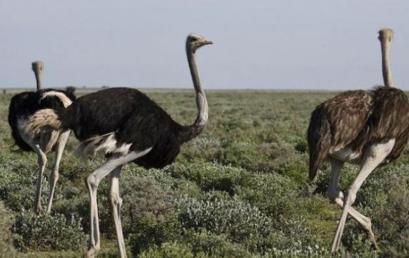 世界上现存的四种最大的鸟类，第一名体重轻松超过200斤
