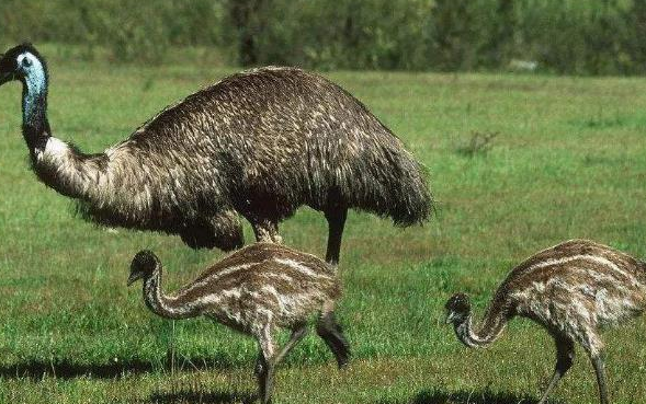 世界上现存的四种最大的鸟类，第一名体重轻松超过200斤