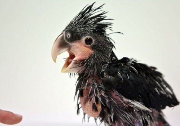 世界上最丑的鹦鹉品种，皮肤裸露且毛发稀疏