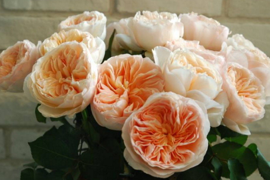 世界上最贵的玫瑰花，华丽高贵独一无二（身价千万）