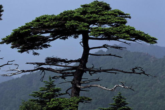 世界上最坚贞的树是什么，被人们称为“树中君子”