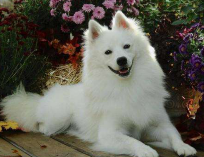 世界上最漂亮的犬种，酷似萨摩耶（毛茸茸）