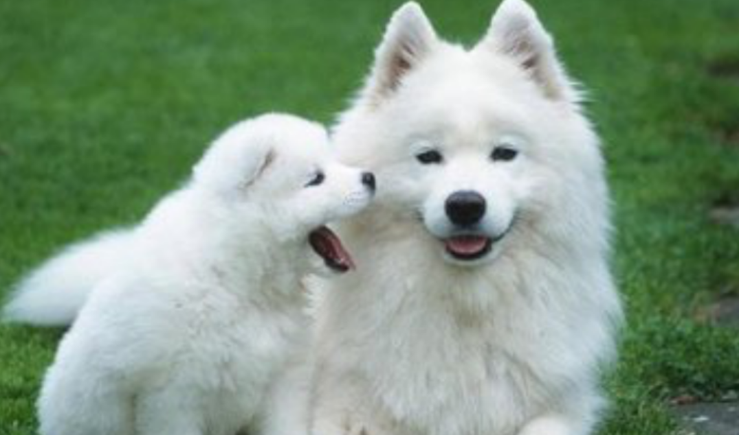 世界上最漂亮的犬种，酷似萨摩耶（毛茸茸）