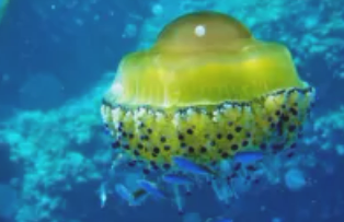 世界上最可爱的水母，奇特的蛋黄水母（像动画片）