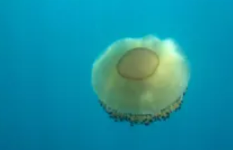 世界上最可爱的水母，奇特的蛋黄水母（像动画片）