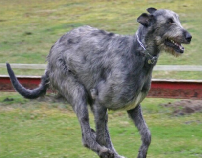 世界上最大的狗爱尔兰猎狼犬，勇猛无比（外表高贵）
