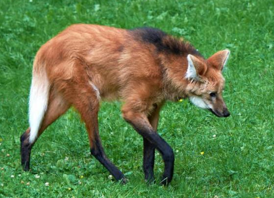 世界上腿最长的犬科动物，鬃狼腿长达到一米左右