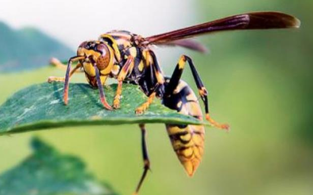 世界上最危险的蜜蜂，被人们称为杀人蜂