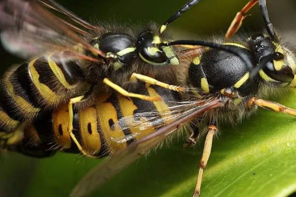 世界上最危险的蜜蜂，被人们称为杀人蜂