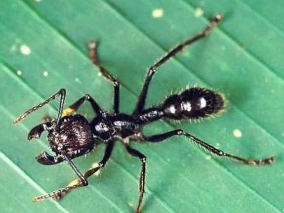 世界上咬人最痛的蚂蚁品种，被人们称为子弹蚁