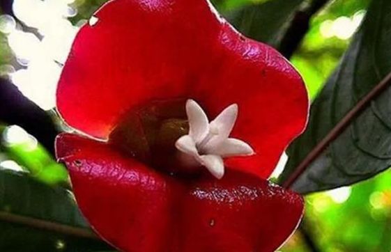 世界上最性感的花，外形妖娆好看（烈焰红唇）