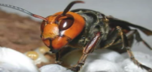 中国最猛大黄蜂，体型硕大分布广泛（很常见）