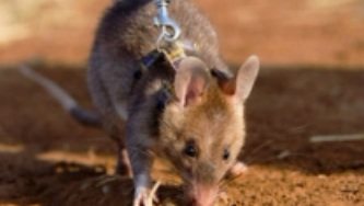 世界上最大的老鼠，探测地雷的好帮手（智力高）