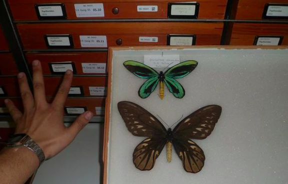世界上最大的蝴蝶，亚历山大女皇鸟翼凤蝶
