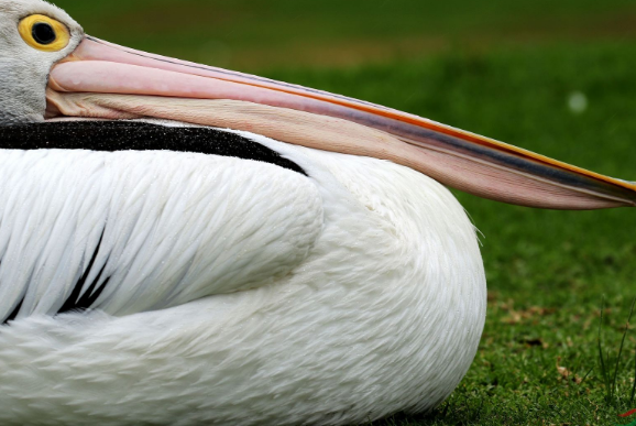 世界上嘴巴最长的鸟，长度可达49厘米