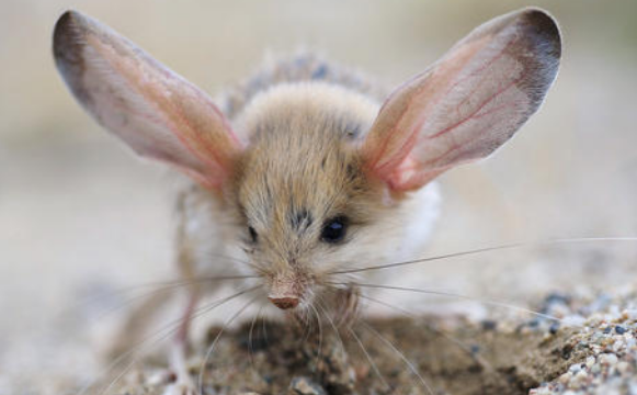 世界上耳朵最长的鼠，现实版的顺风耳
