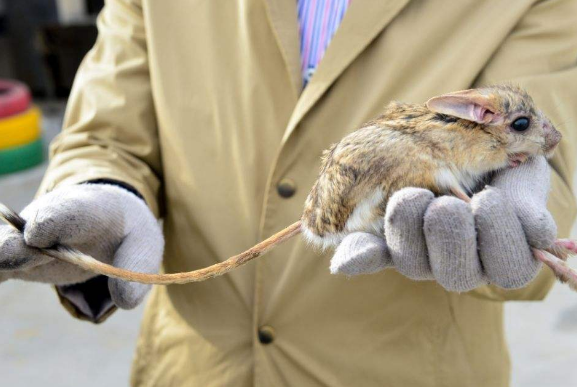 世界上耳朵最长的鼠，现实版的顺风耳