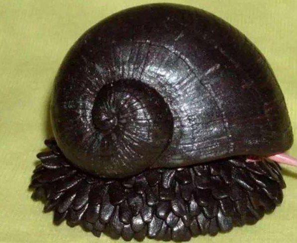 世界上什么动物壳最硬，这种蜗牛的壳坚硬到子弹都射不穿
