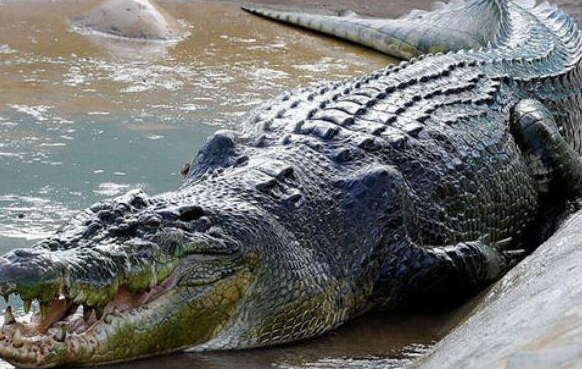 世界上现存体型最大的鳄鱼，身长6.4米，重达1075公斤