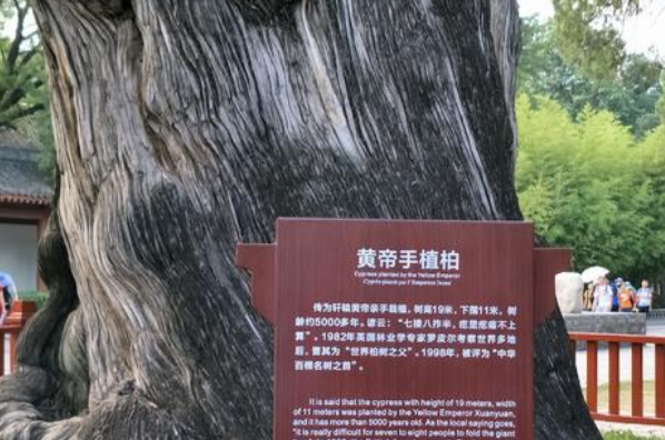 中国现存最古老的树，初步估计在5000岁左右