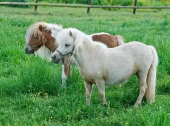 世界上最小的马，短腿小马可爱精悍（法拉贝拉）