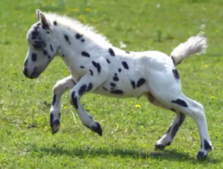 世界上最小的马，短腿小马可爱精悍（法拉贝拉）