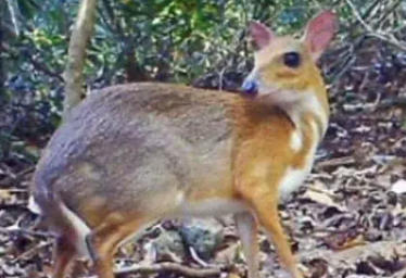 世界上最小的鹿，死而复生的稀罕物种（兔子大小）