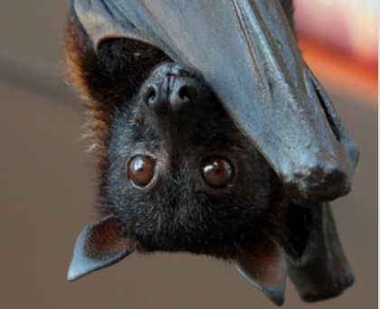 世界上最大的蝙蝠，翼展超过一米八（濒临灭绝）