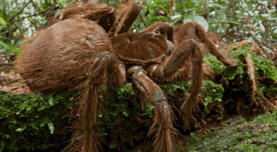 世界上最大的蜘蛛，可以轻松捕食鸟类