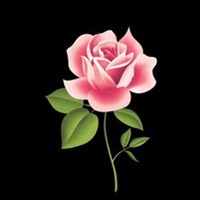 世界上最漂亮的玫瑰花，有着独特含义（象征感情）