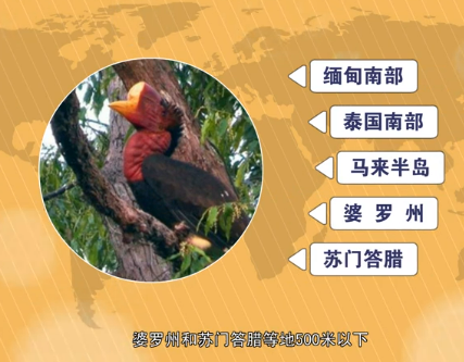 世界上最大的犀鸟，拥有奇特的鲜红头骨（鹤顶红）