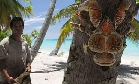 世界上最大的陆生螃蟹，可怕的巨大寄生蟹（美味）
