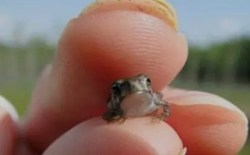 世界上最小的脊椎动物，奇特的迷你蛙类（仅几毫米）