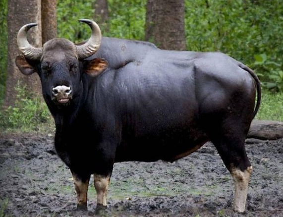 世界上最大的牛，体重达到500到1000公斤左右