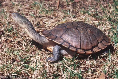 世界上脖子最长的乌龟，外形可爱亲昵（行动迟缓）