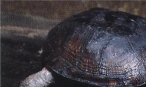 世界上脖子最长的乌龟，外形可爱亲昵（行动迟缓）