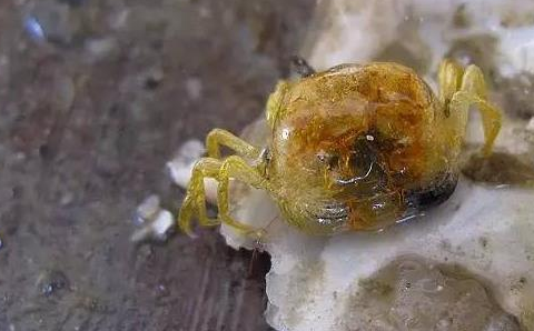 世界上最小的螃蟹是什么，体长仅有2厘米