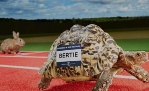 世界上爬行最快的乌龟，堪称乌龟界的博尔特