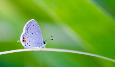 世界上最小的蝴蝶，展翅之后仅13毫米