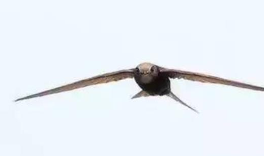世界上飞的最快的鸟，速度可达418公里/小时